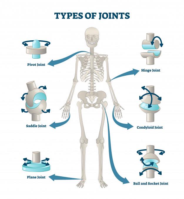 Joints in the human body