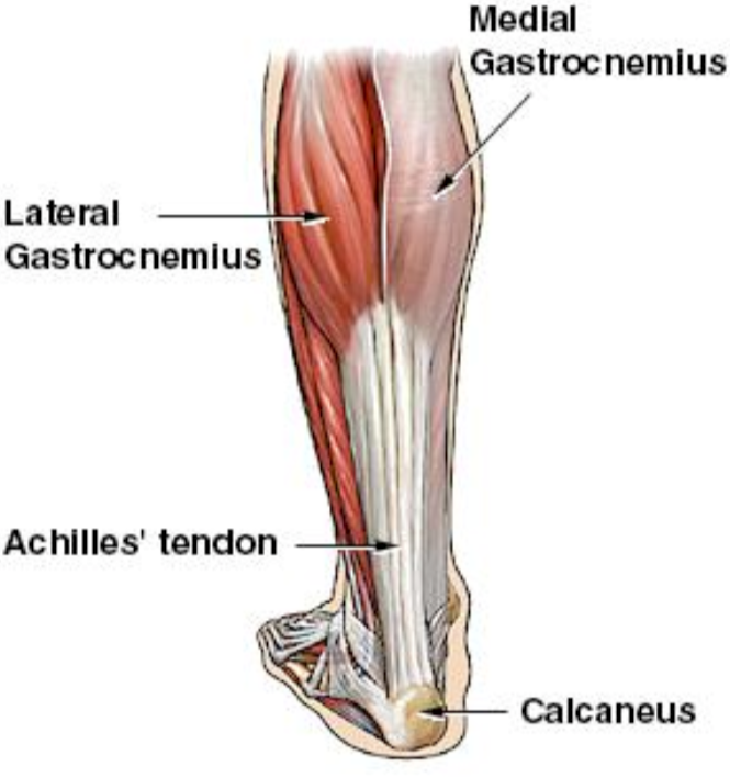 Achilles Tendon