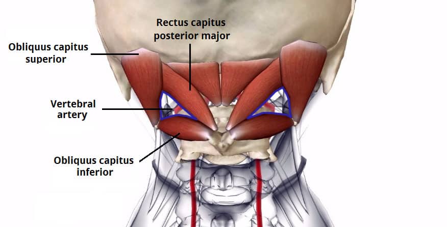 Suboccipital muscles